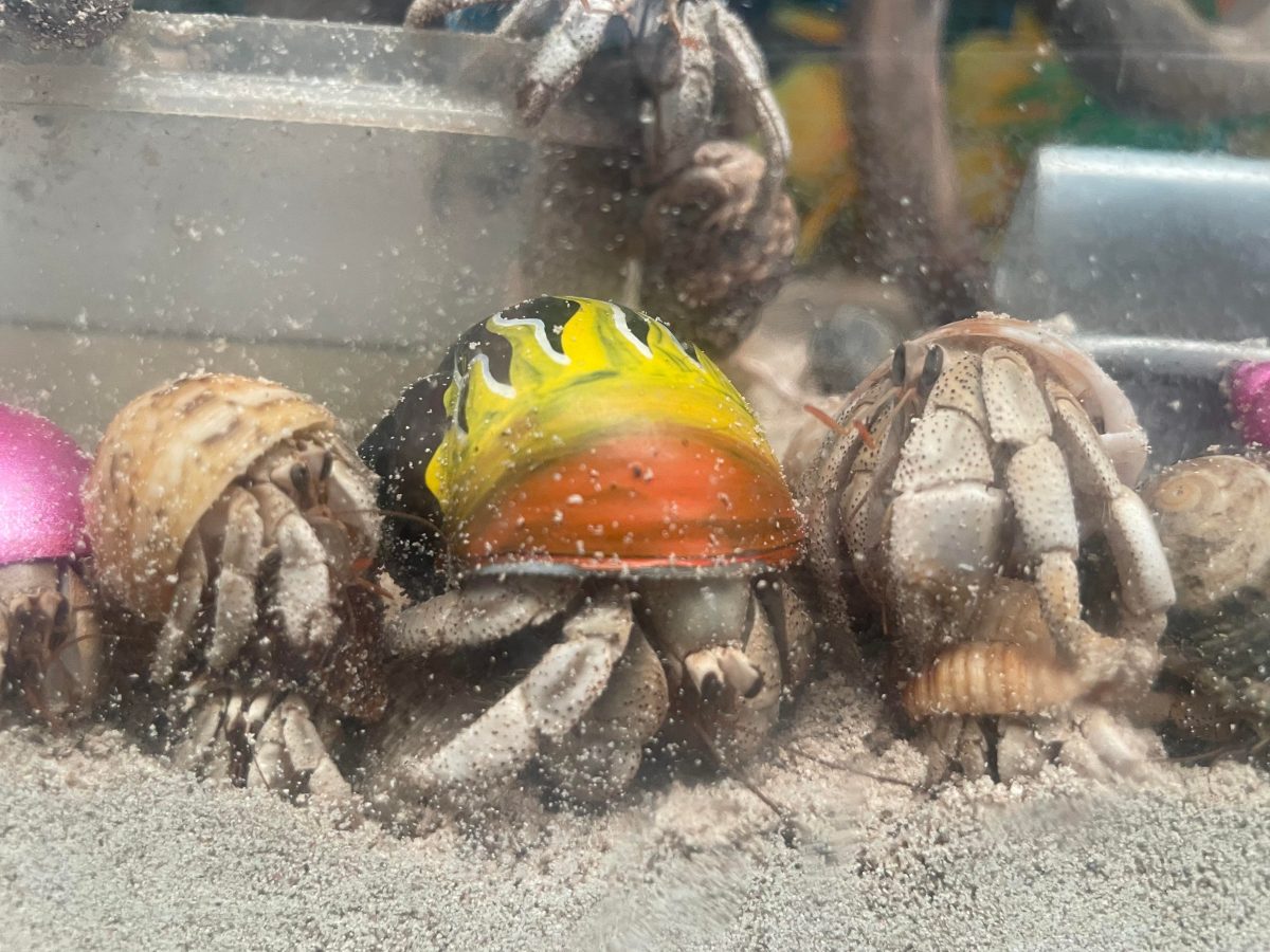 Guy Fieri Hermit Crab