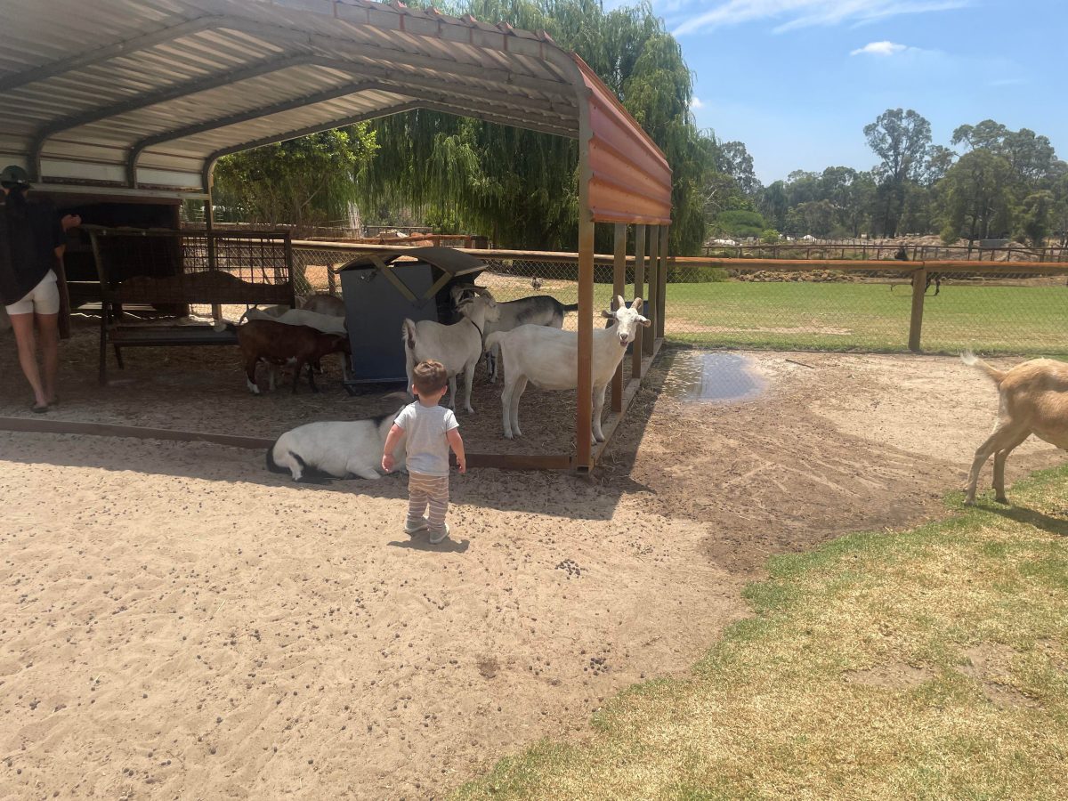 Swan Valley Cuddly Animal Farm goats charlie