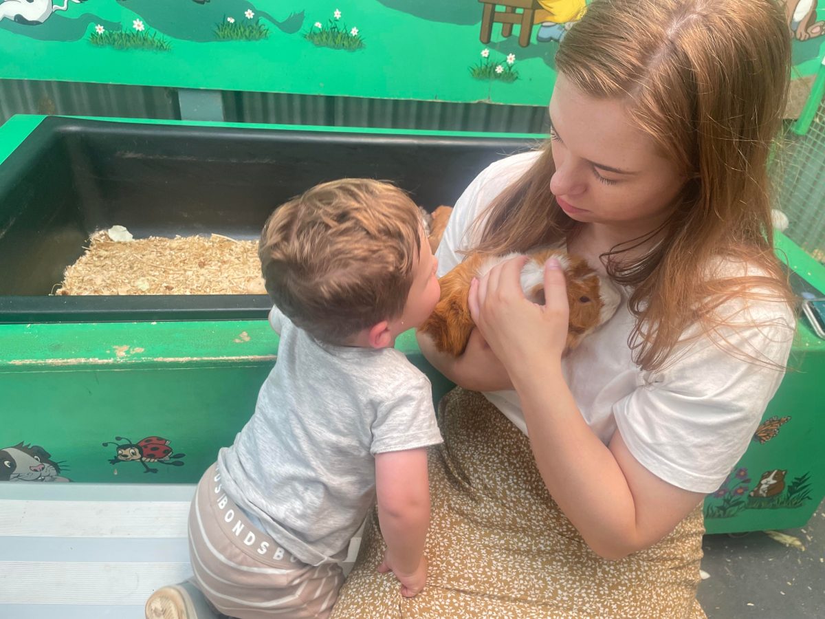 Swan Valley Cuddly Animal Farm guinea pig cuddle