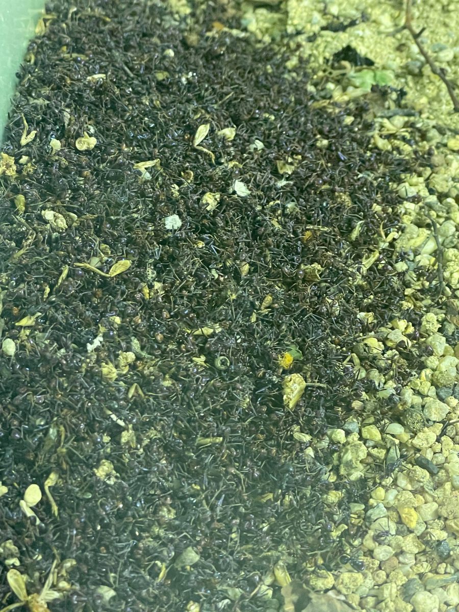 ant graveyard