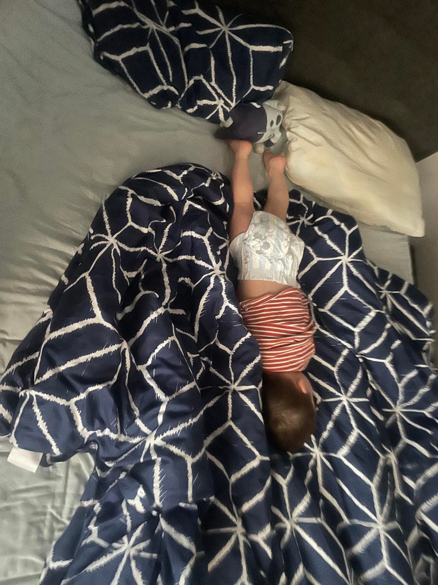 bed hog in perth