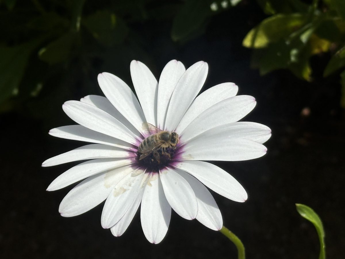 bee on flower at fairy park