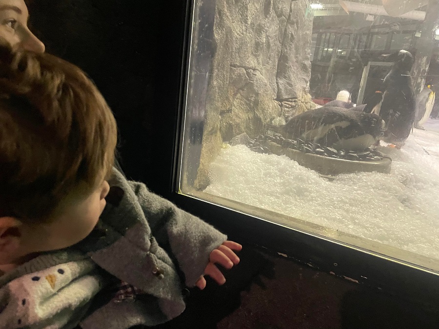 charlie looking at penguins at sydney sea life