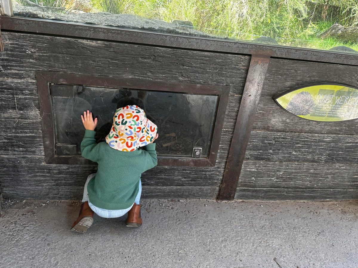 charlie looking for echidna