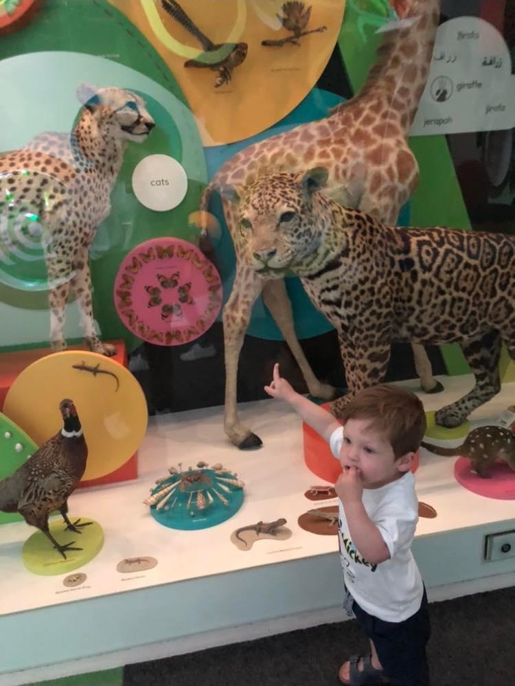charlie pointing at dead animals at museum