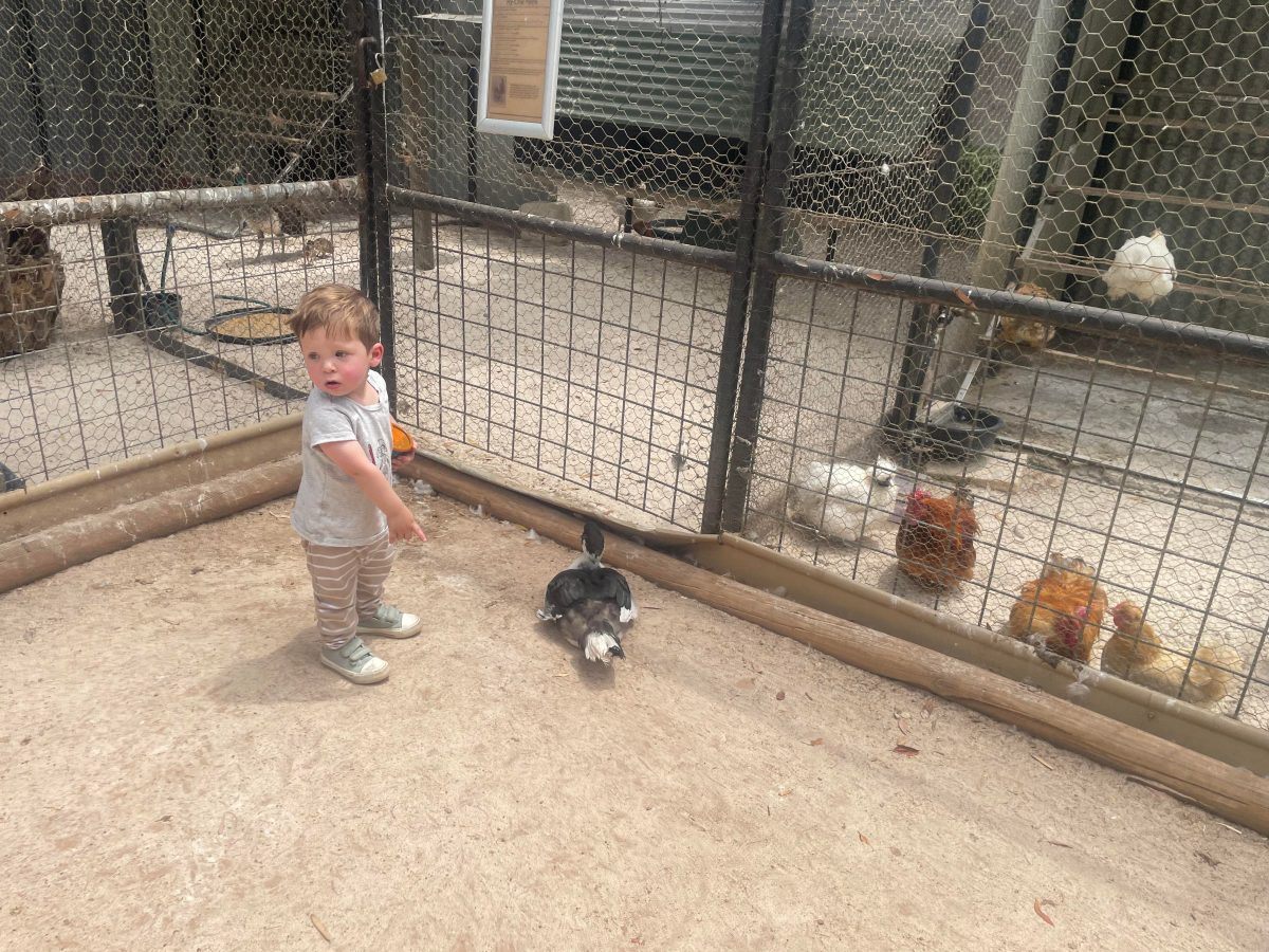 charlie when birds werent in a cage