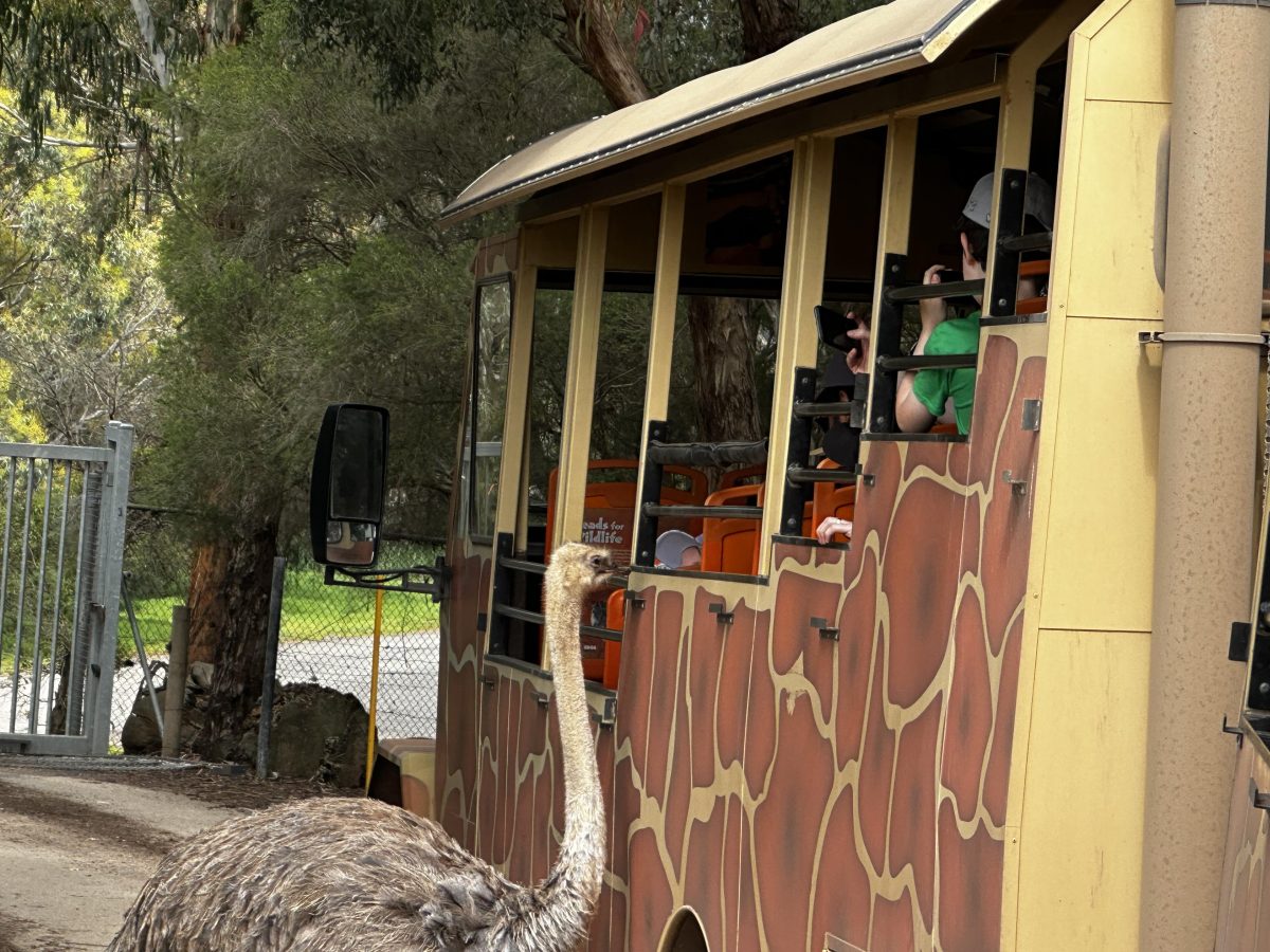 female ostrich werribee open range zoo