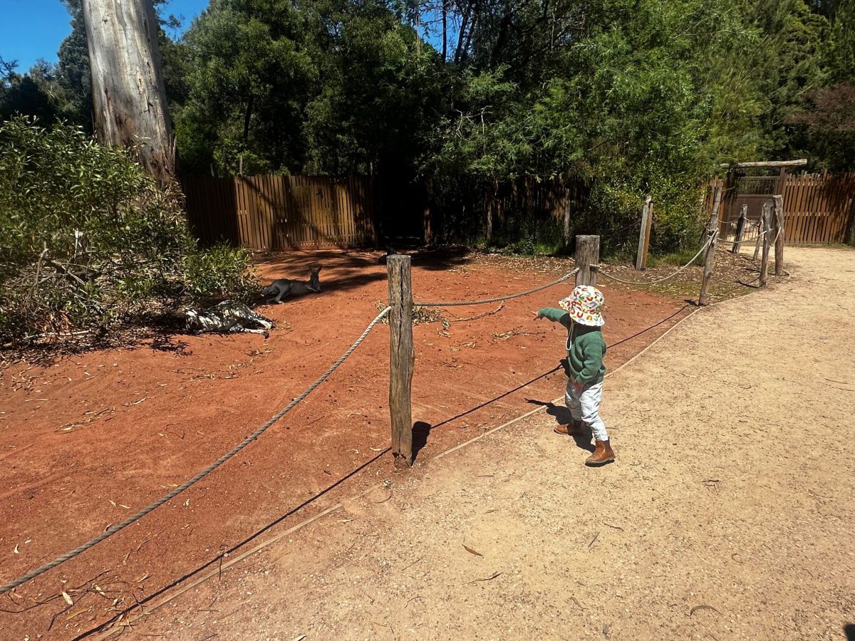 healesville sanctuary charlie looking at kangaroos