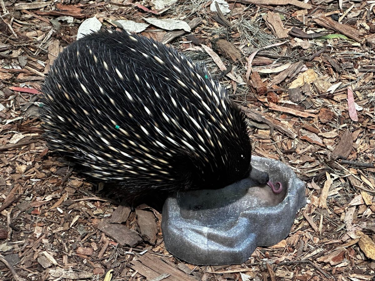 healesville sanctuary echidna tongue