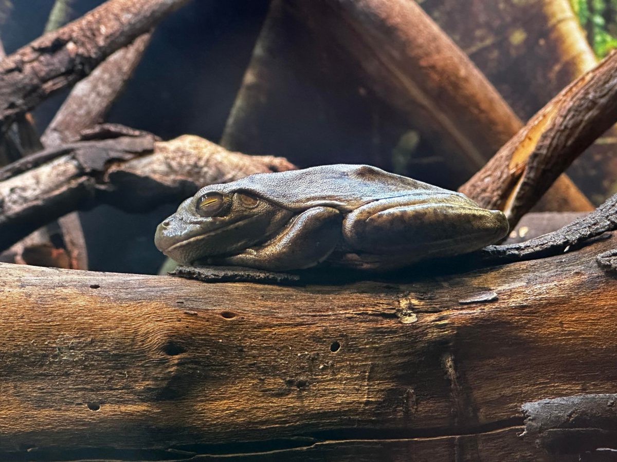 healesville sanctuary frog