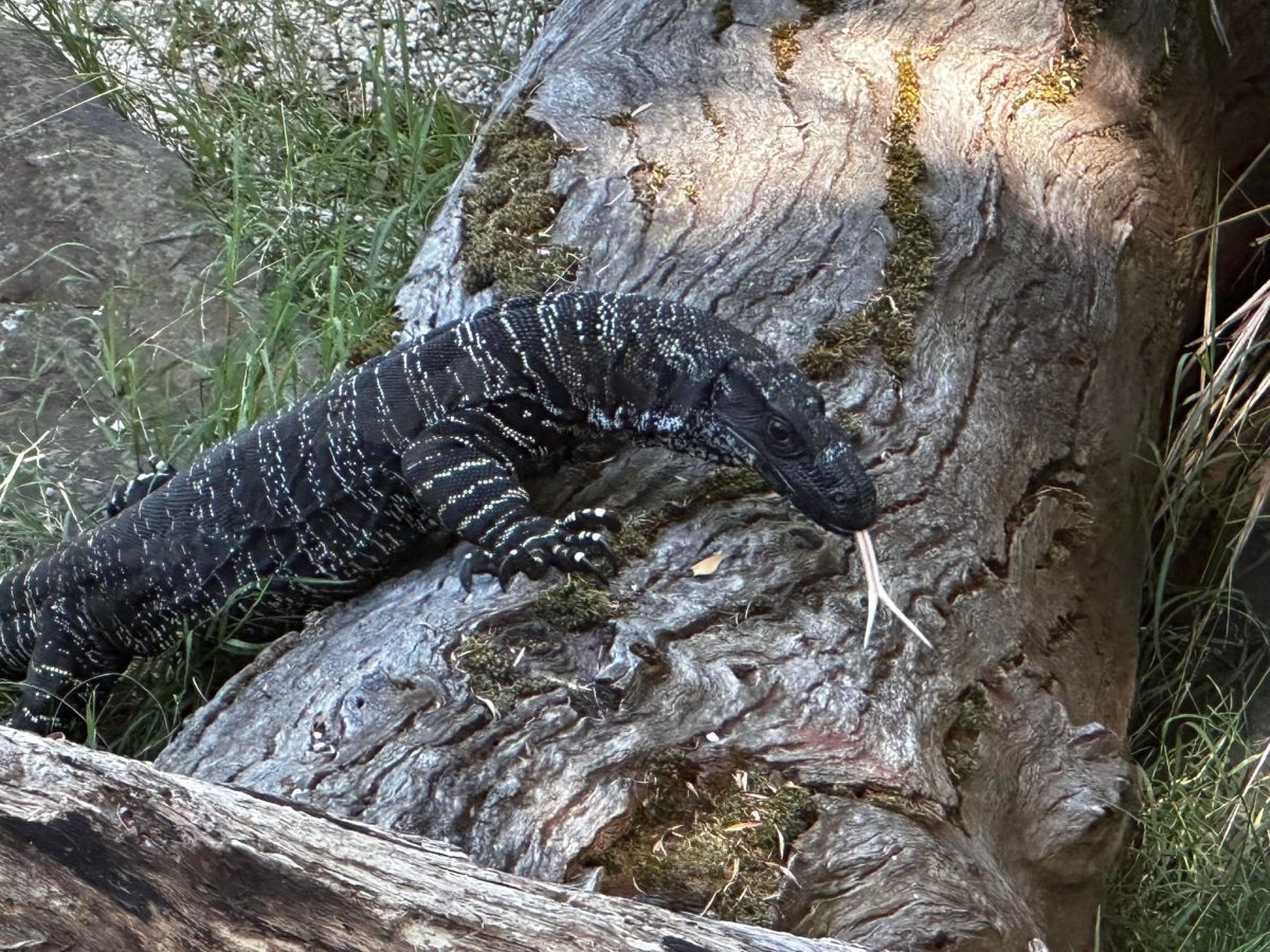 healesville sanctuary goanna