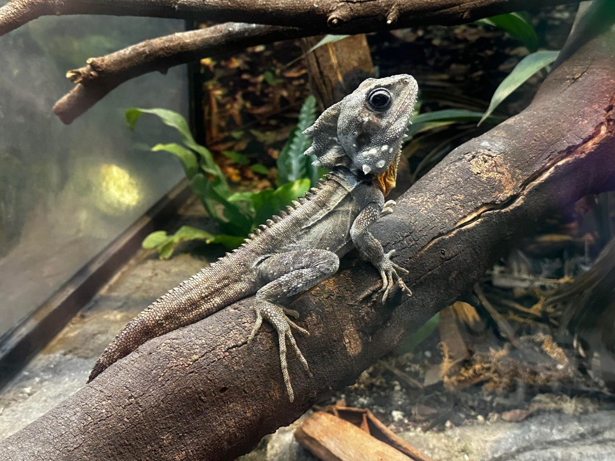 healesville sanctuary lizard