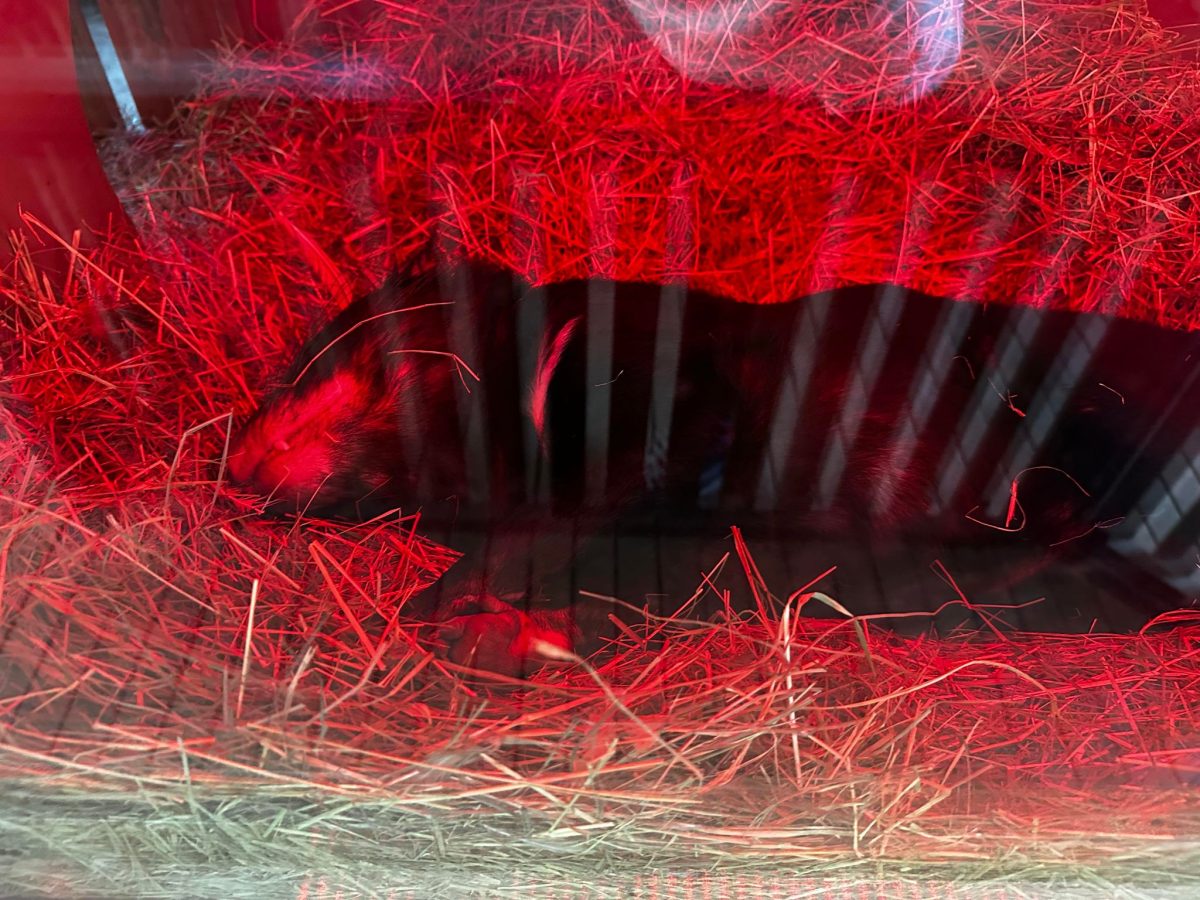 healesville tasmanian devil sleeping