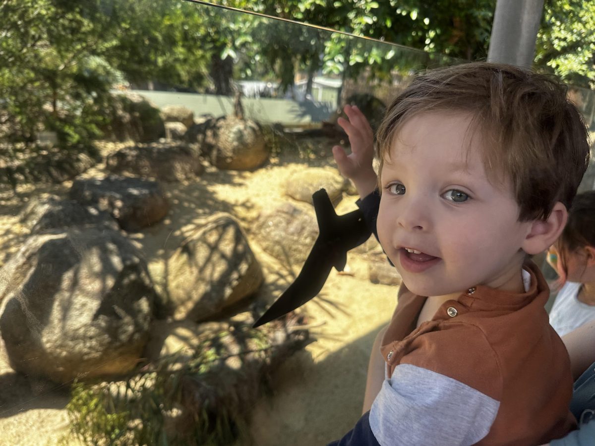 looking at meerkats at werribee open range zoo