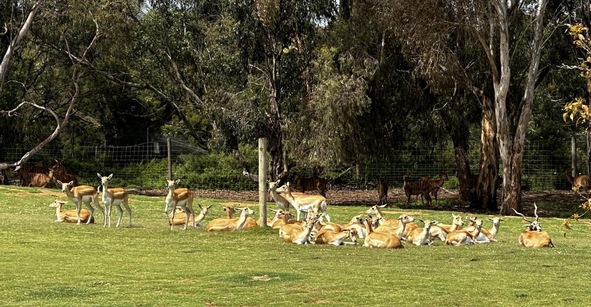 weribee zoo indian blackbuck