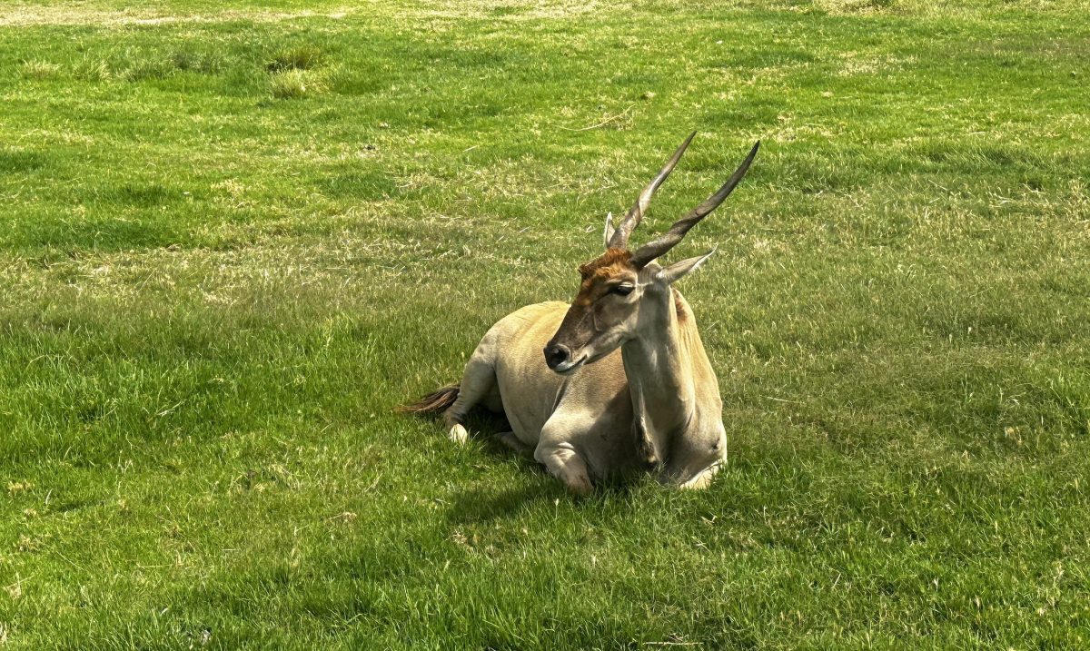 werribee zoo safari eland