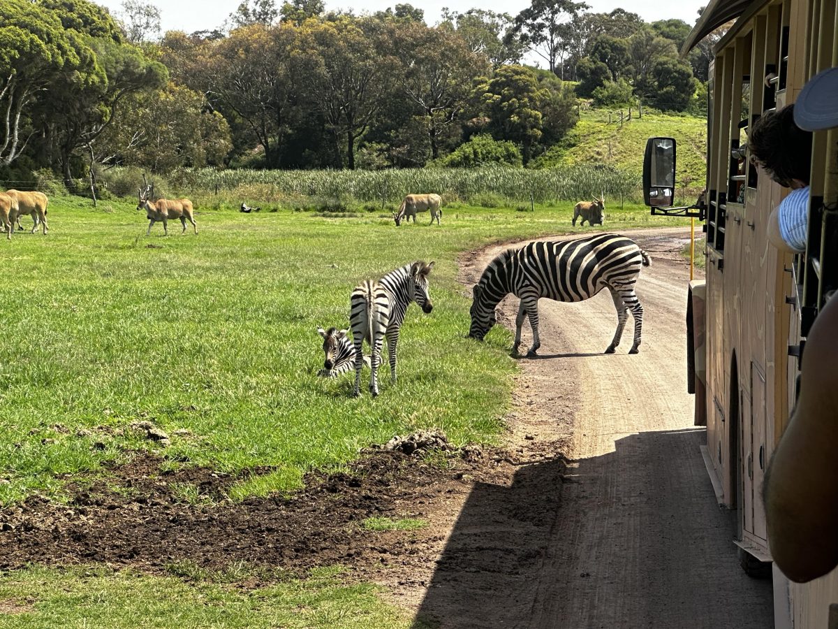 zebra crossing